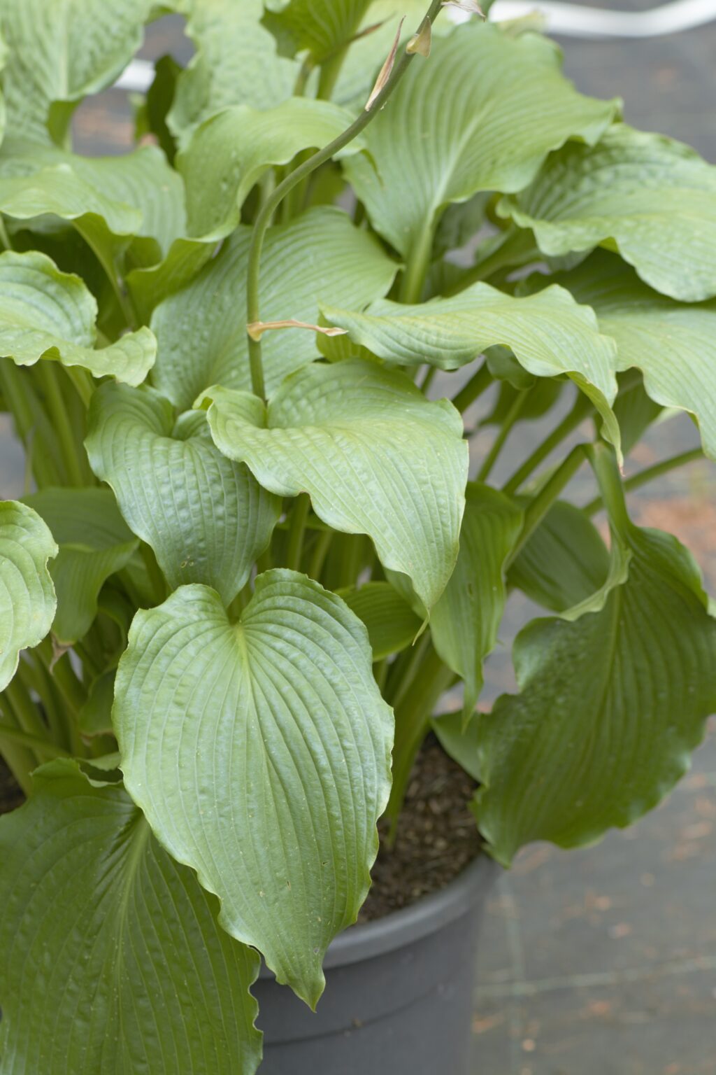 Dancing Princess_DSC3786