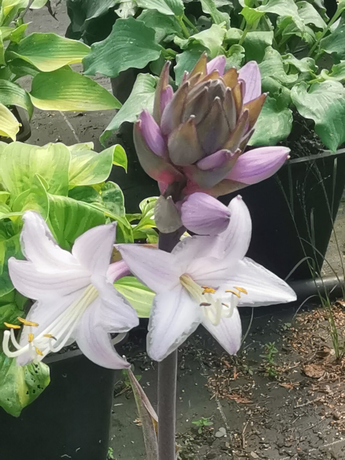 Dragon Fire kwiatIMG_20250802_124114