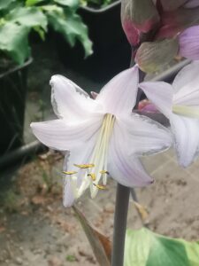 Dragon Fire kwiatIMG_20250802_124122