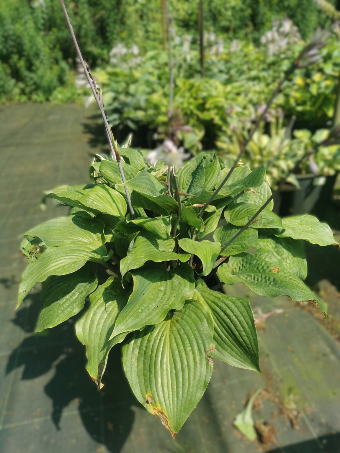 Dragon FireIMG_20250802_123938 rozmyte