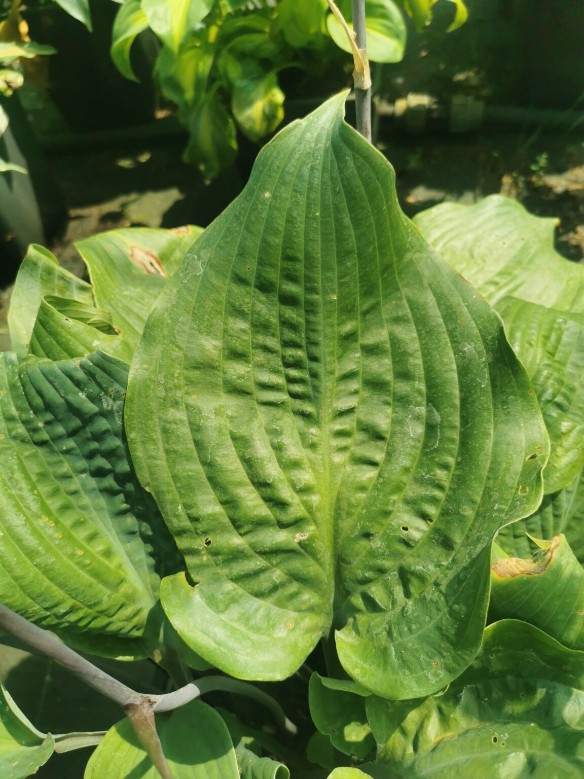 Dragon FireIMG_20250802_123956