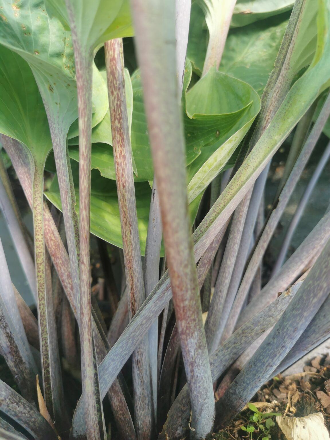 Dragon FireIMG_20250802_124213