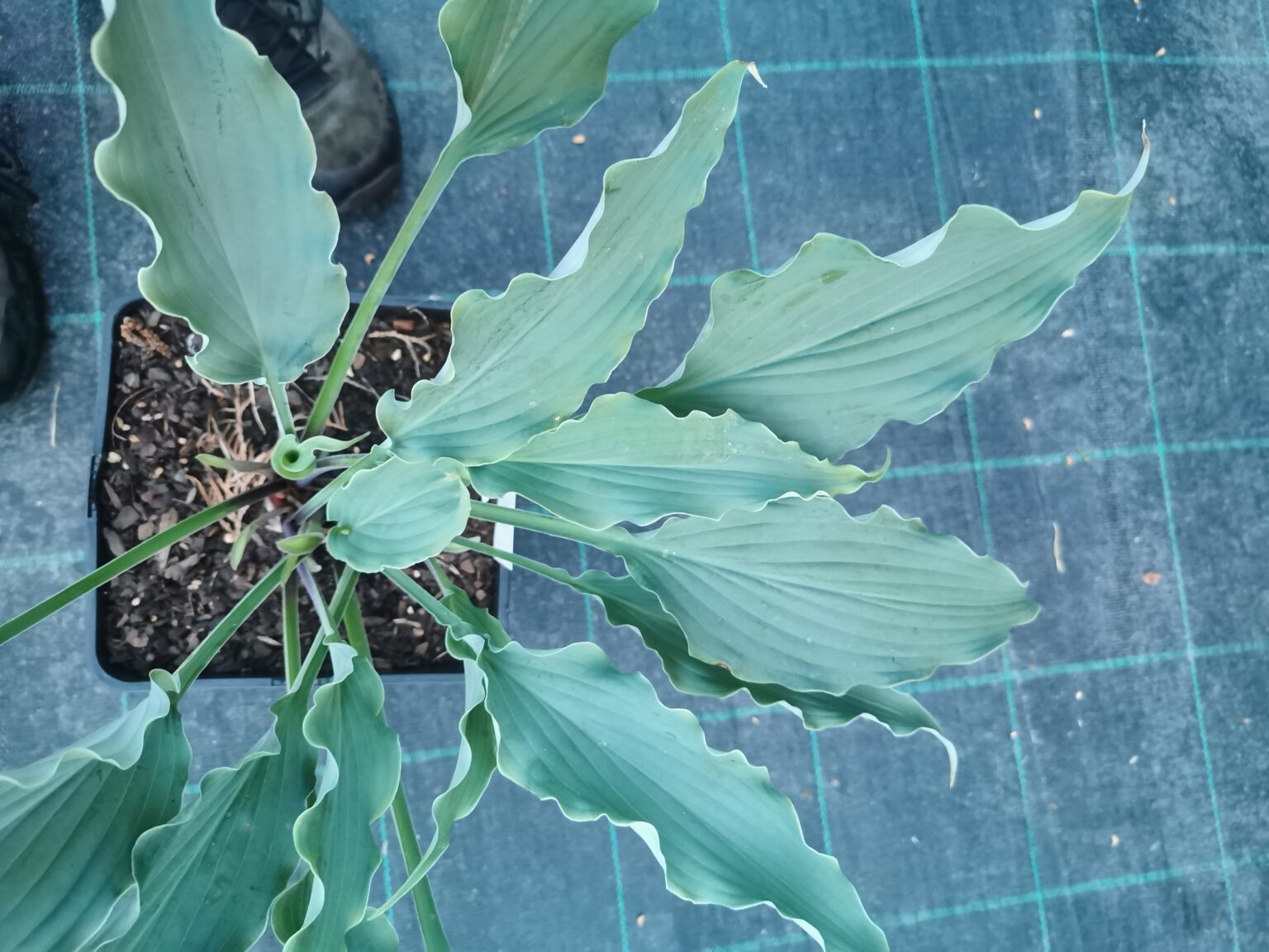 Elecric EveIMG_20240524_204707