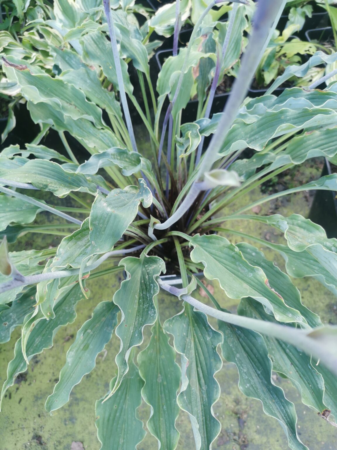 Electric EveIMG_20250803_181055