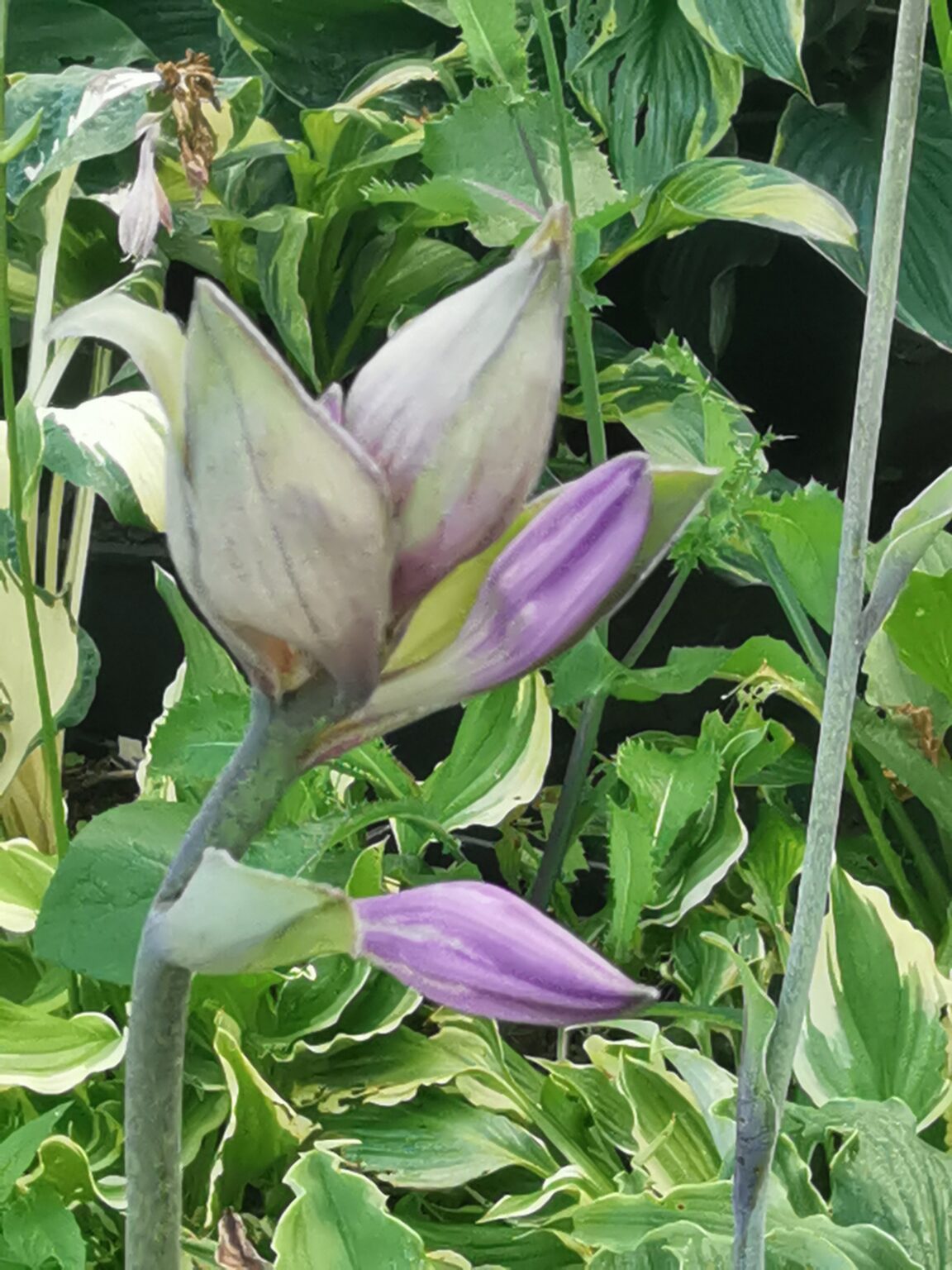 Electric EveIMG_20250803_181125