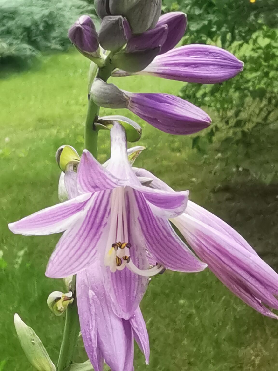 Fan Dance kwiatIMG_20250802_125236