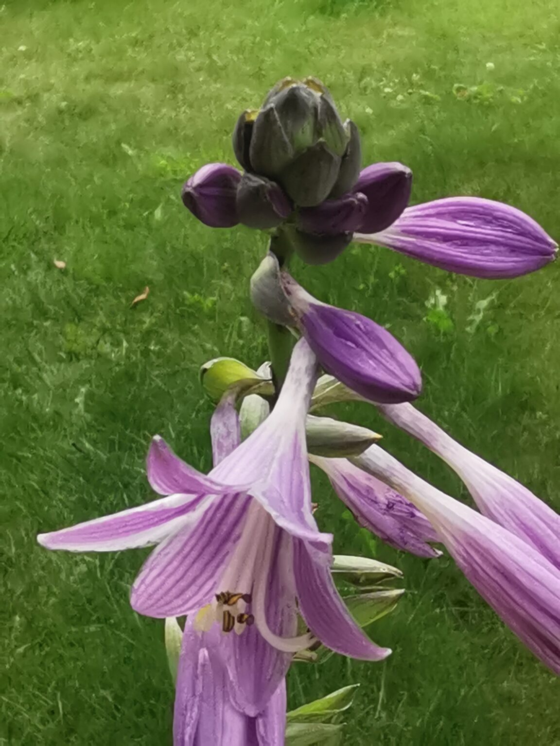 Fan Dance kwiatIMG_20250802_125243