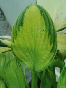 Fan DanceIMG_20250802_124907