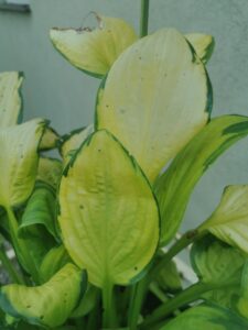 Fan DanceIMG_20250802_124917