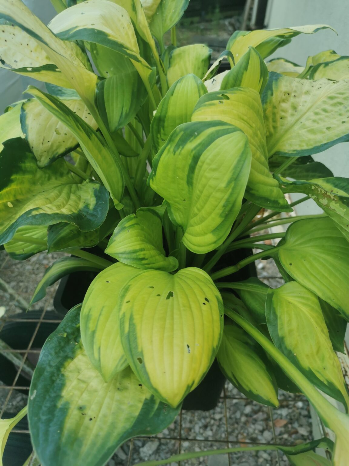 Fan DanceIMG_20250802_124951