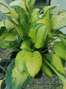 Fan DanceIMG_20250802_124951