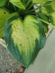 Fan DanceIMG_20250802_125028