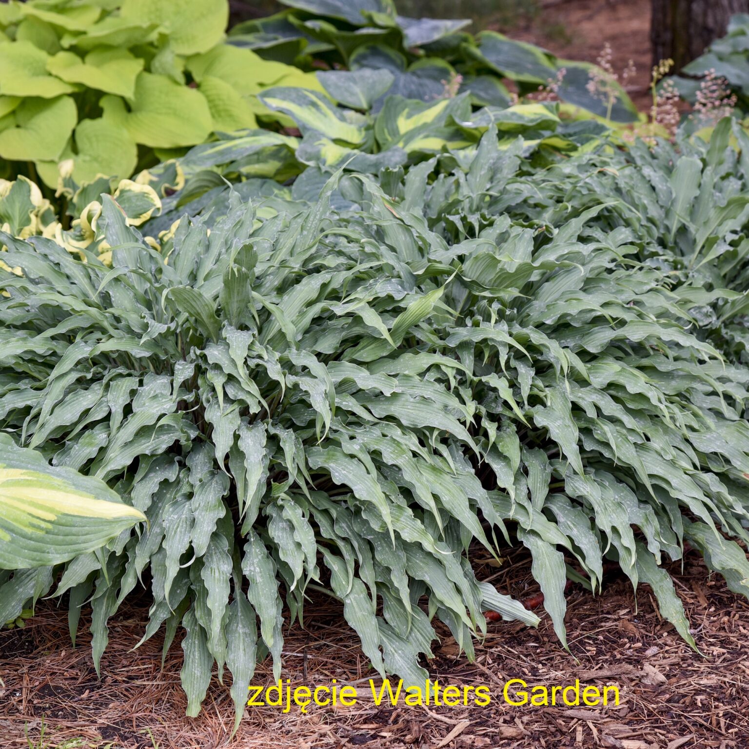 Hosta 'Silly String' PP32127 0000 małe
