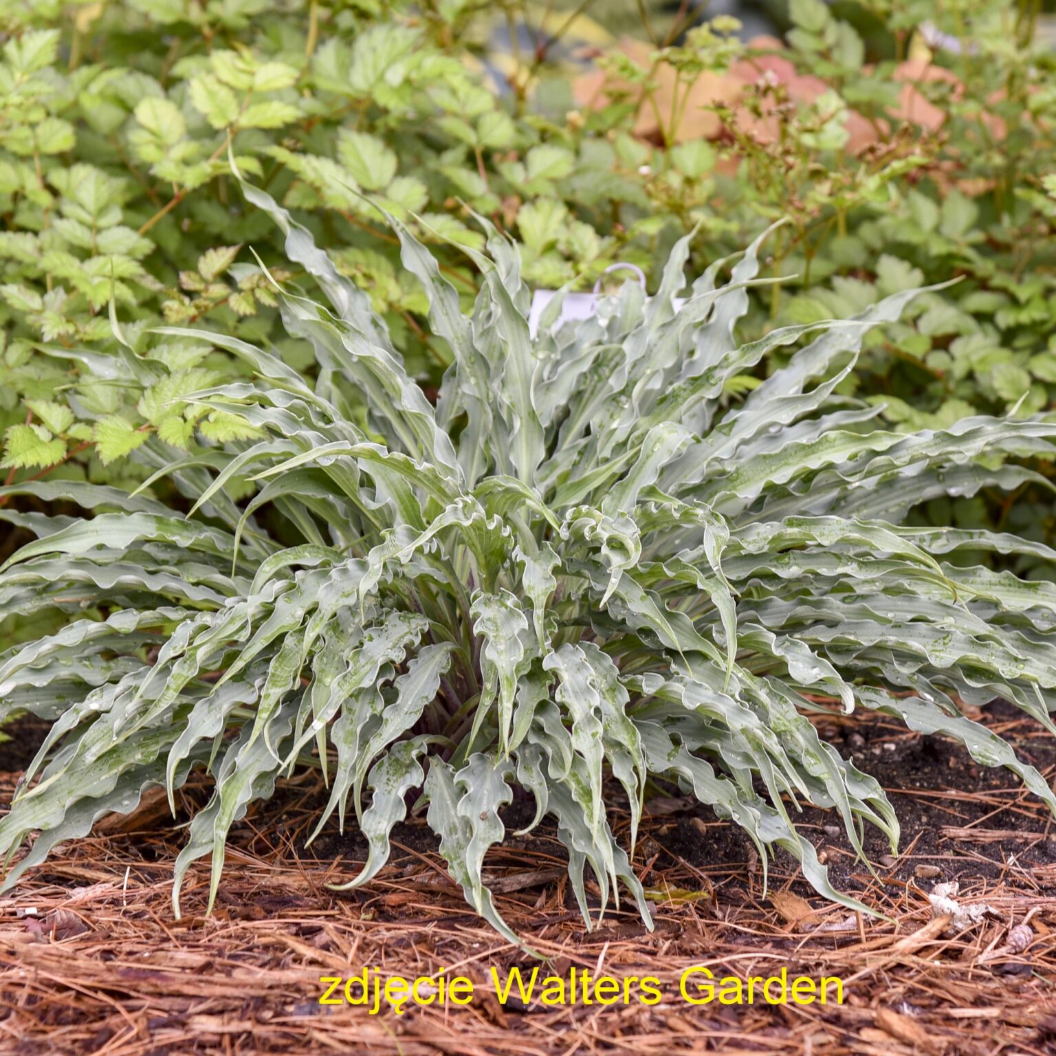 Hosta 'Silly String' PP32127 0002 małe