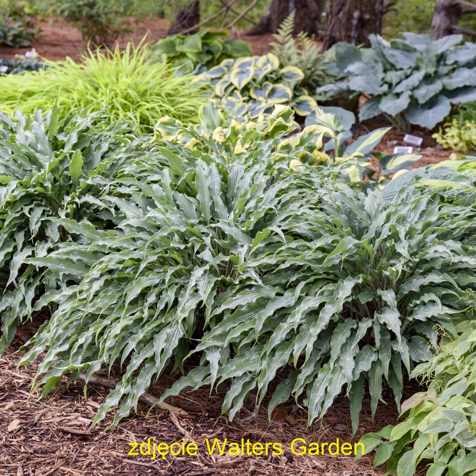 Hosta 'Silly String' PP32127 0004 małe