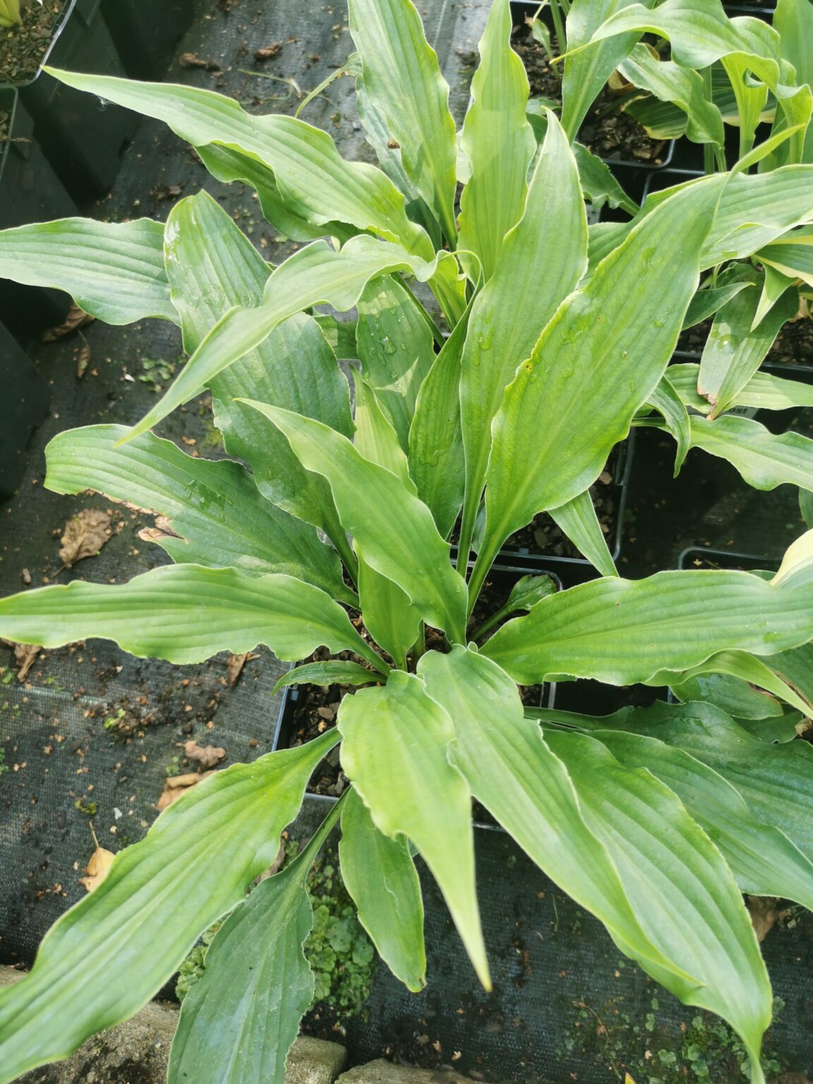 Love LostIMG_20250811_102328