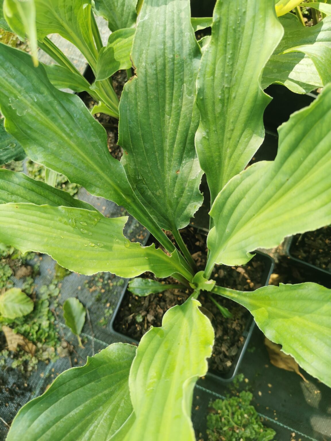 Love LostIMG_20250811_102338