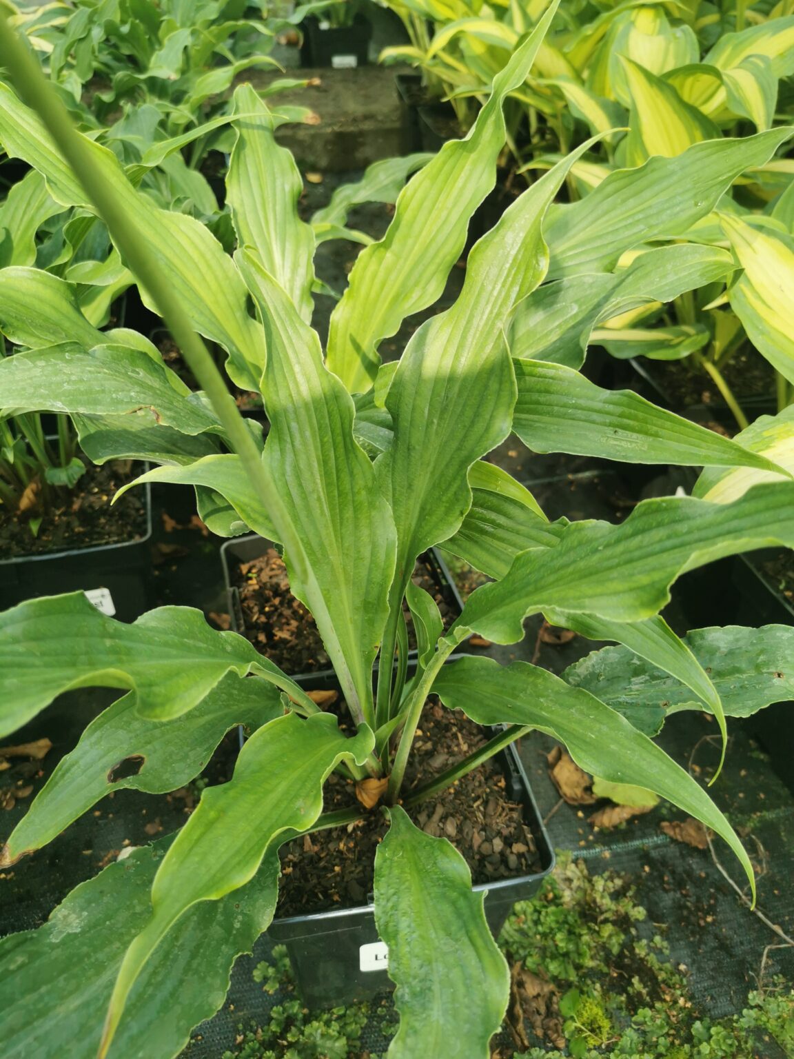 Love LostIMG_20250811_102421