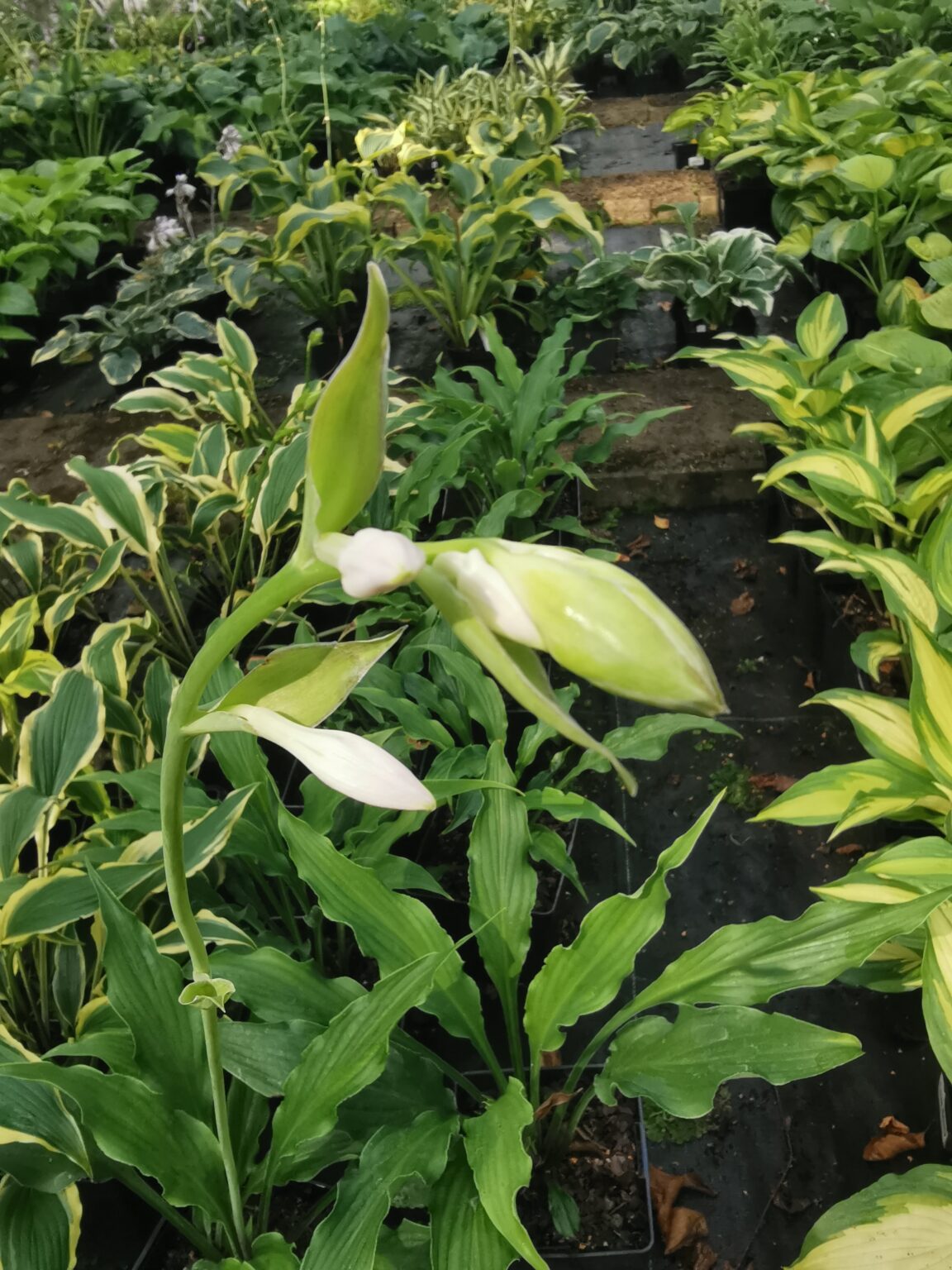 Love LostIMG_20250811_102508