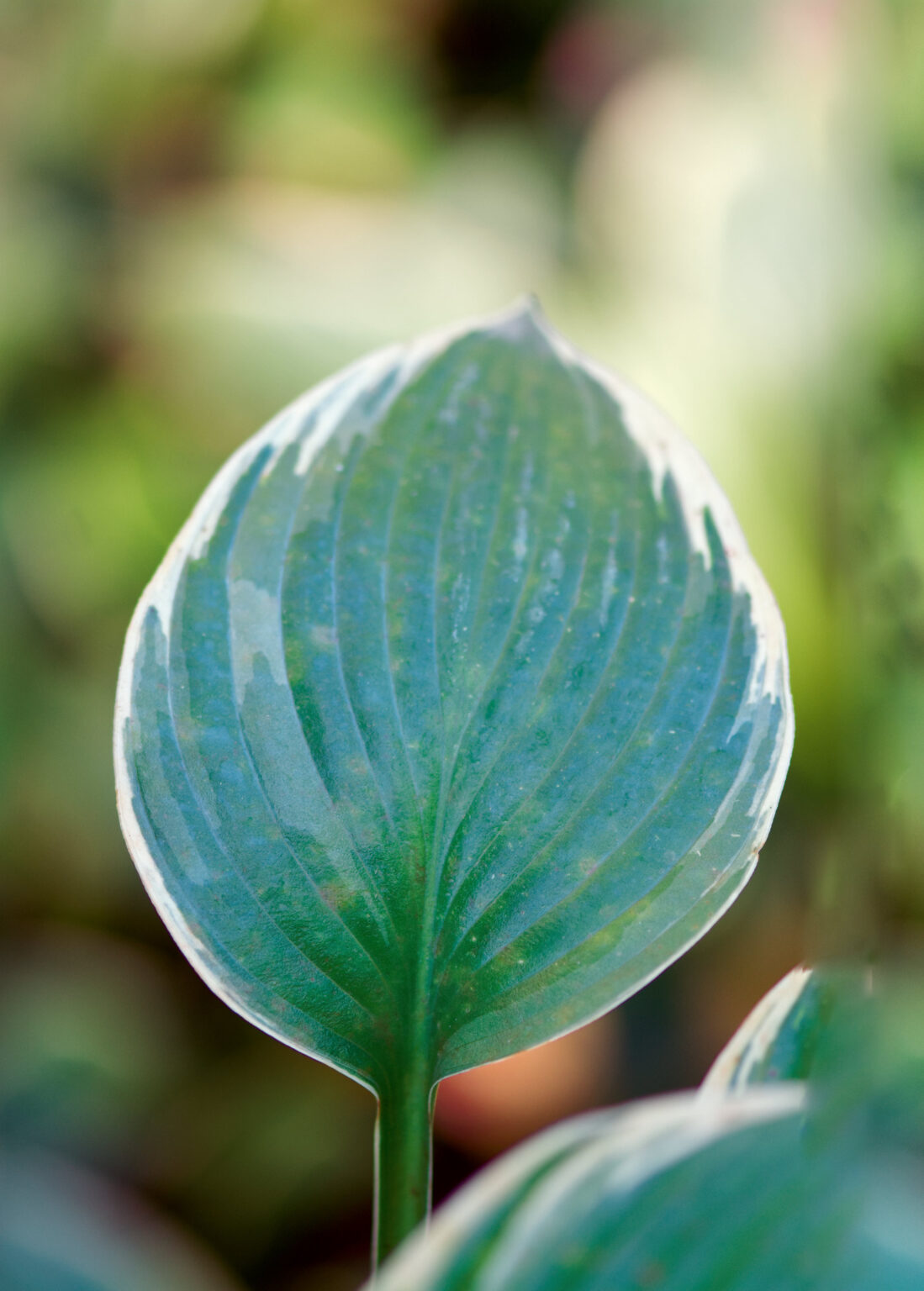 Princess Josephine_DSC3816