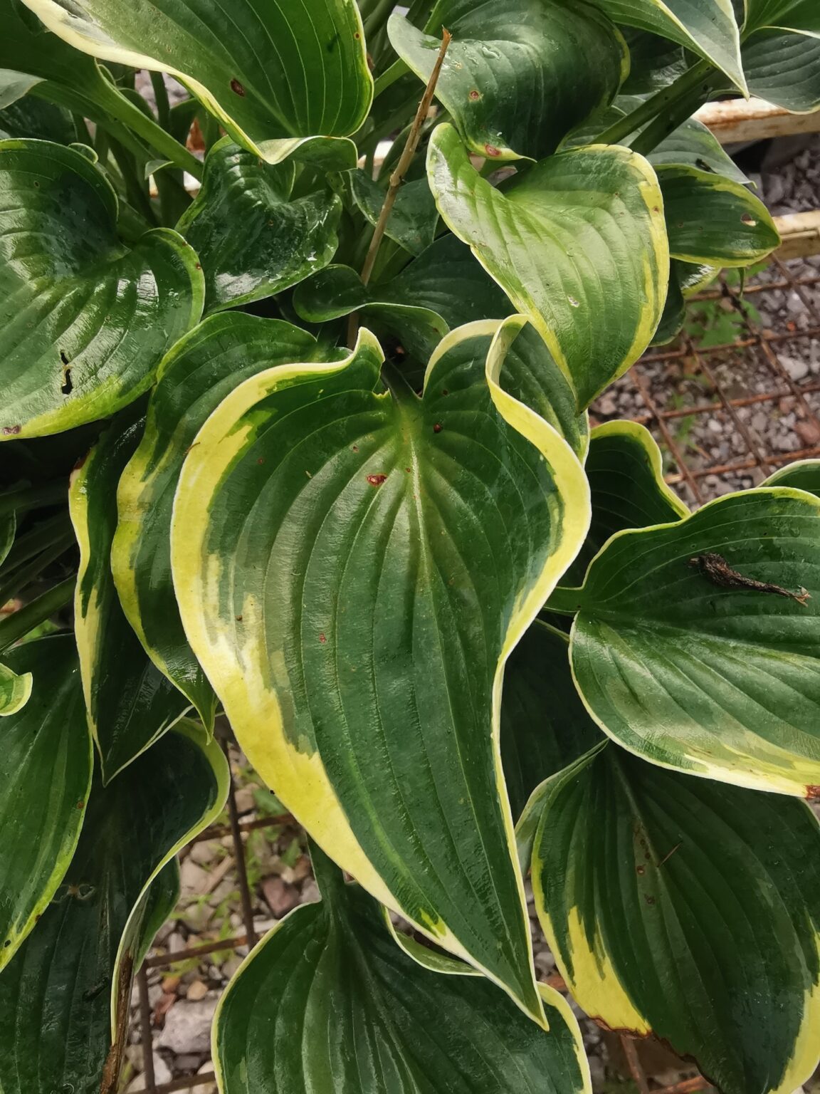 QuinnipiacIMG_20250804_073818małe