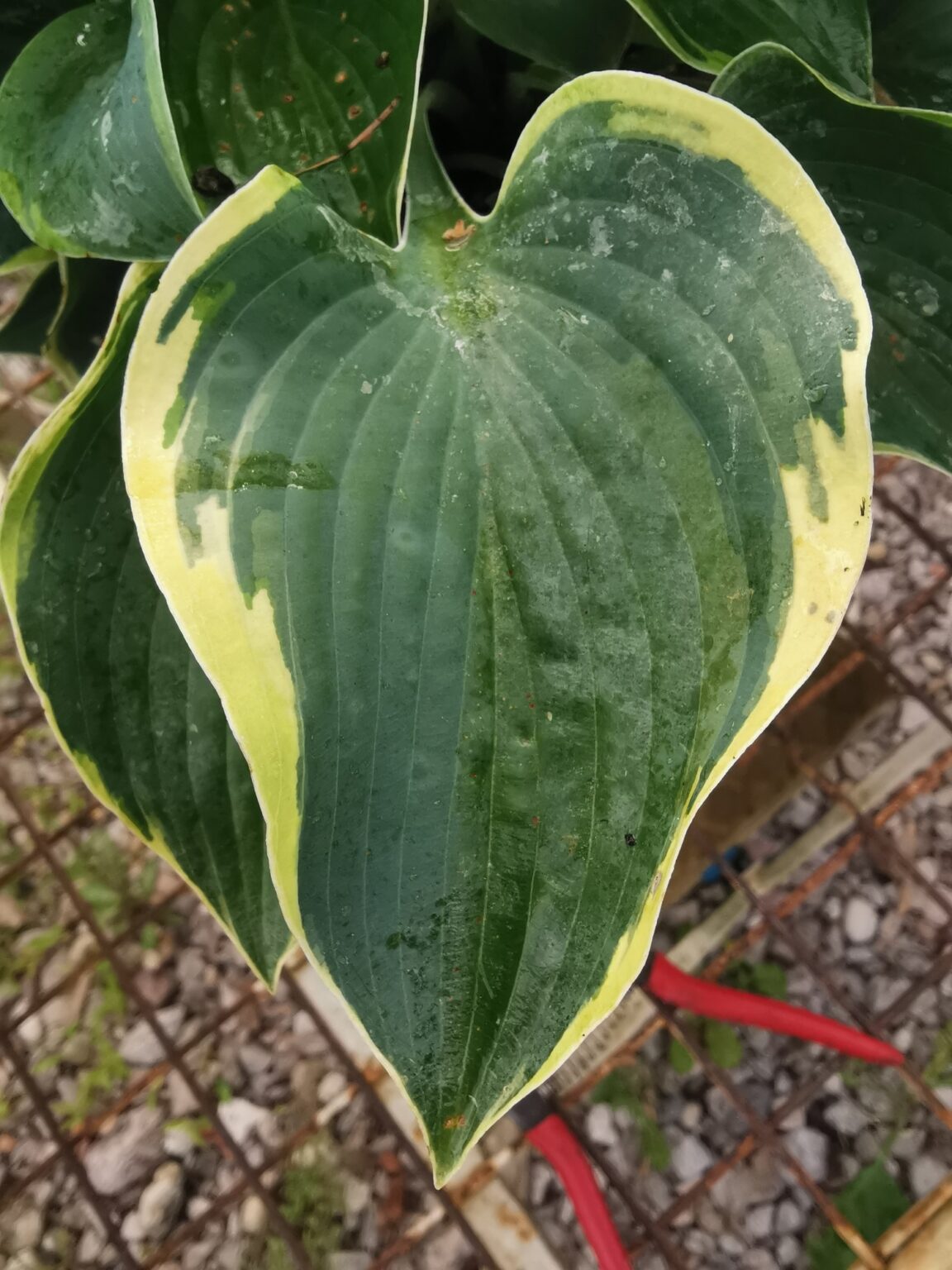 QuinnipiacIMG_20250804_073832małe