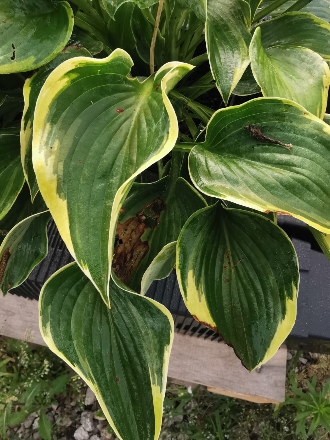 QuinnipiacIMG_20250804_073954małe