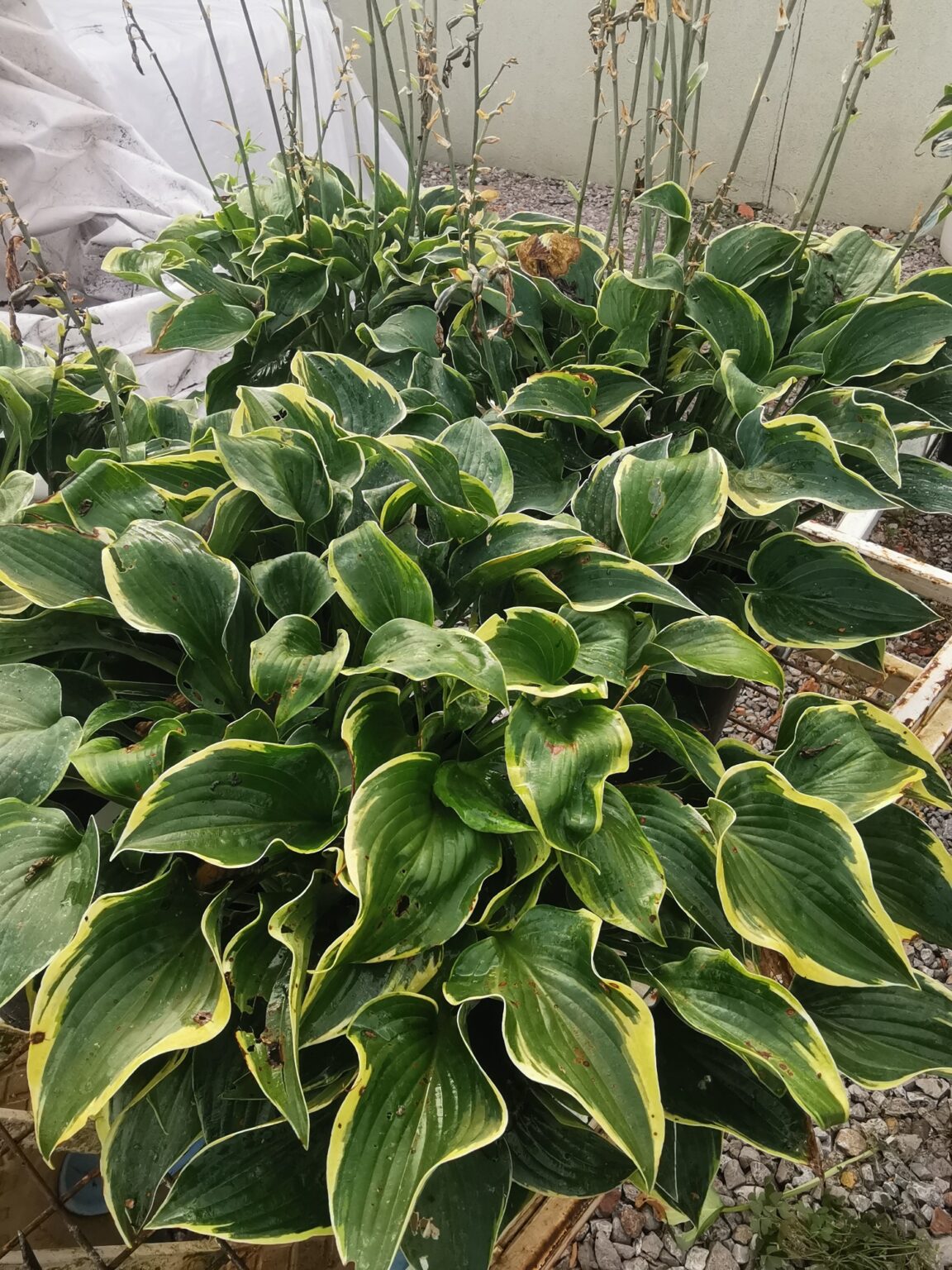 QuinnipiacIMG_20250804_074008małe